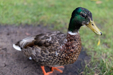 Duck in the park
