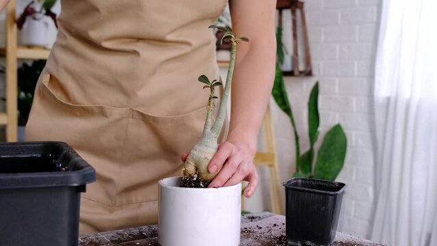 Repotting a home plant succulent adenium into new pot. Caring for a potted plant, layout on the table with soil, shovel, hands of woman in apron