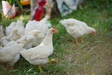 many white chickens walking on field