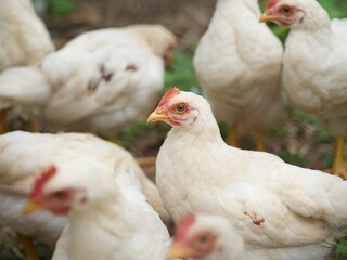 A white hen standing amongst a flock of hens