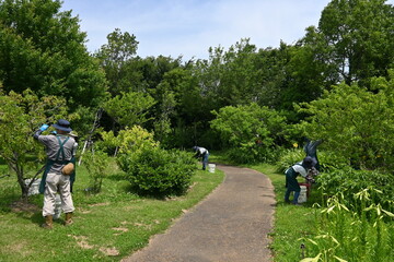 Obraz premium Hana peach ( Prunus persica ) fruits picking work. Scene of work in the botanical garden. The fruit of Hana peach is hard and sour, so it is not suitable for eating.