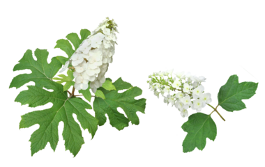 カシワバアジサイ　6月撮影