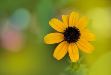 A Black eyed Susan. Wildflower with yellow petals. Yellow plants. Rudbeckia hirta.