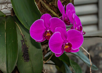 Orquídea
