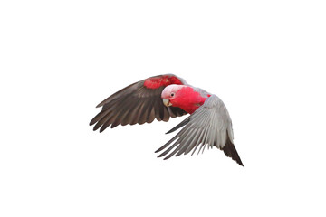 Beautiful Galah Cockatoo flying isolated on transparent background png file