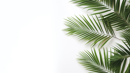 Fototapeta na wymiar palm leaf isolated on white. Generative Ai. 