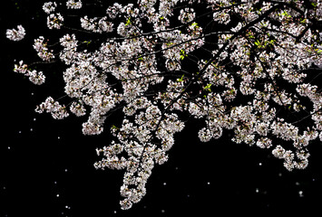 チェリーロードの桜 - obrazy, fototapety, plakaty