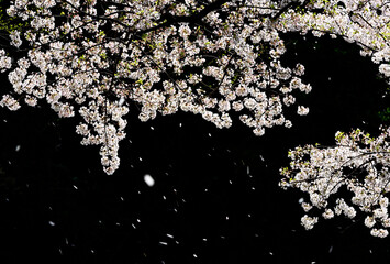 チェリーロードの桜 - obrazy, fototapety, plakaty