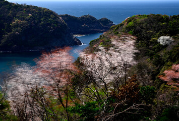 チェリーロードの桜