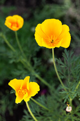 yellow californian poppies
