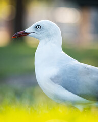 Close up of a seagull