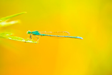 A damselfly on a blade of grass © zhengzaishanchu