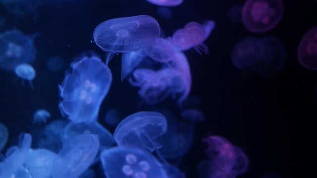 Close-up Jellyfish, Medusa in fish tank with neon light.Aquarium tank.