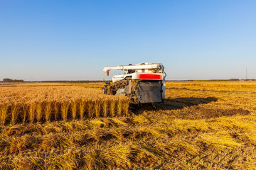 Obraz premium Harvester machine is harvesting rice