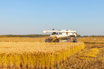 Harvester machine is harvesting rice