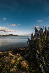 Sausalito California town with water and park views