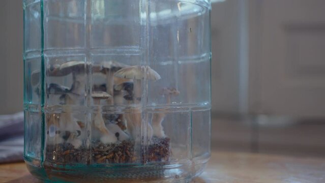 Close-up view of mushrooms growing in a glass jar on the table at home. Handheld camera shot, no people