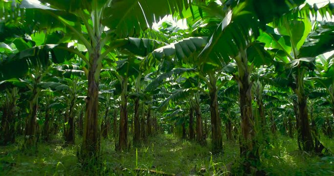 Drone shot of the inward field of Banana farm in Nepal. Every row and column of banana trees stand still when the drone enters its territory. Greenery everywhere 4K