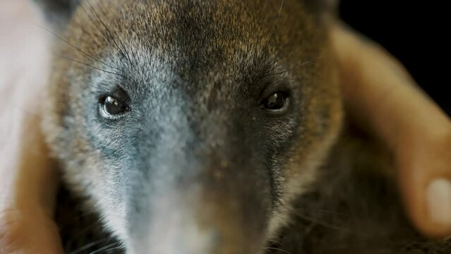 South American Cuchucho Held By A Human Hand In The Amazon Rainforest Of Ecuador. Close Up