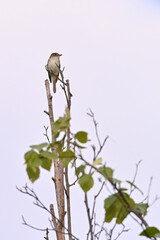 An Alder Flycatcher (Empidonax alnorum) hunts for flying insects from the top of a tall tree.