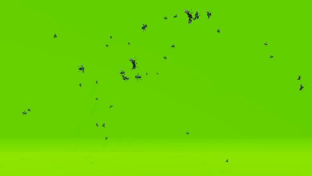 green screen beetle video 4k animation flying