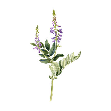 goat's-rue, watercolor drawing plant of galega with leaves and flower, Italian fitch isolated at white background, natural element, hand drawn botanical illustration
