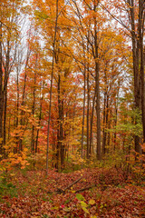 Obraz premium Nature's canvas ablaze with red and orange foliage