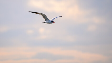Fototapeta premium Caspian Tern bird in flight against evening sunset skies. Serene atmosphere in Bundala national park, Sri Lanka