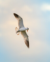 Fototapeta premium Caspian Tern bird in flight against morning skies. Beauty in Nature, serene morning in Bundala national park, Sri Lanka