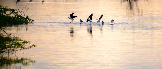 Flock of black-winged stilt birds playing on shallow lagoons water surface in the sunset in Bundala national park.