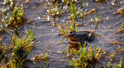 Sri Lanka paddy field frog (Minervarya greenii) on the Horton Plains National Park.