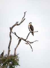 Osprey perch on a dead tree branch high above the water stream, Osprey bird isolated against the gloomy grey sky.