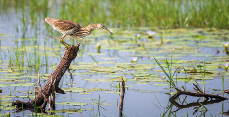 Indian pond heron perch in a dead tree trunk in the marsh at Bundala national park.
