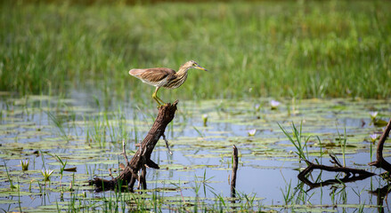 Indian pond heron perch in a dead tree trunk in the marsh at Bundala national park.