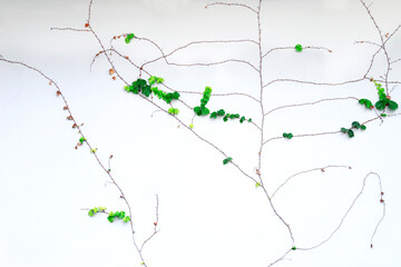 Ivy vines growing on white walls and beautiful branches,copy space and bush isolated on white background.