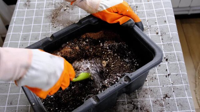 Hands in gloves mix ingredients for the soil of home potted plants, peat, earth, sand, perlite, vermiculite, coconut. A mixture for planting plants in a pot. Layout