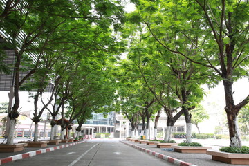 Obraz premium peace of mind about trees
