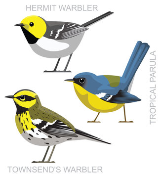 Cute Bird Hermit Warbler Tropical Parula Set Cartoon Vector
