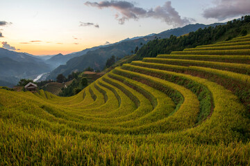 Terrace rice field in Vietnam