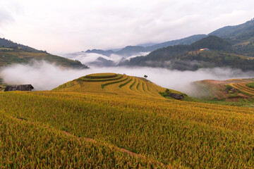 Terrace rice field in Vietnam