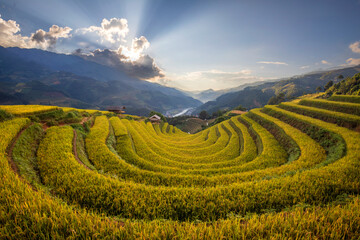 Terrace rice field in Vietnam