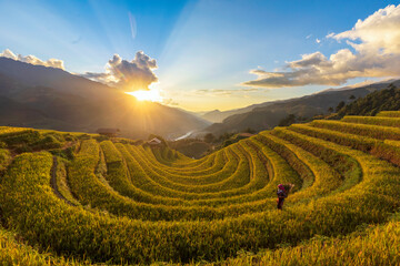 Terrace rice field in Vietnam