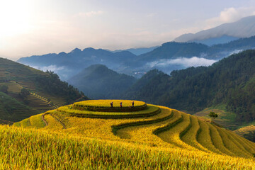 Terrace rice field in Vietnam