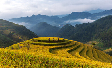 Terrace rice field in Vietnam