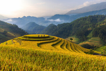 Terrace rice field in Vietnam