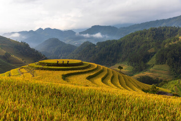 Terrace rice field in Vietnam