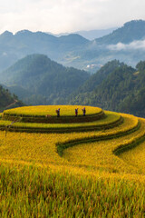 Terrace rice field in Vietnam