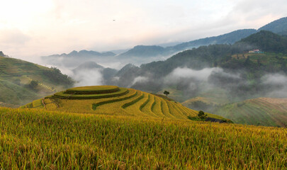 Terrace rice field in Vietnam