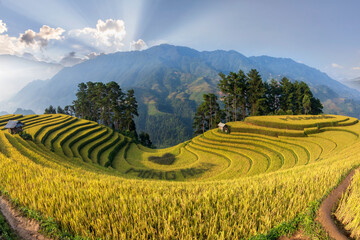 Terrace rice field in Vietnam