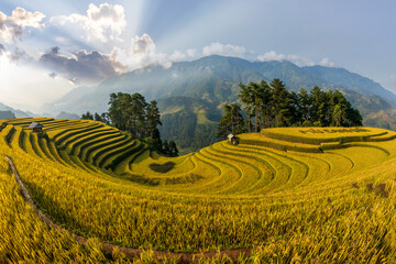 Terrace rice field in Vietnam